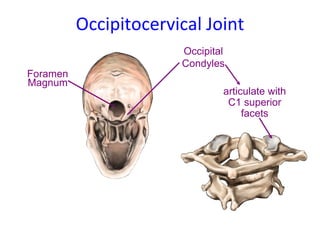 Occipitocervical  Joint Occipital Condyles Foramen Magnum articulate with C1 superior facets 