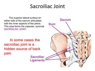 Sacroiliac Joint Sacroiliac Ligaments Sacrum Ilium The superior lateral surface on either side of the sacrum articulates with the inner aspects of the pelvis. This area forms the capsular, synovial  SACROILIAC JOINT .  In some cases the sacroiliac joint is a hidden source of back pain . 