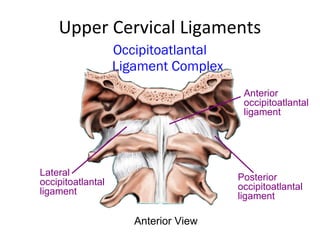 Upper Cervical Ligaments ,[object Object],Anterior occipitoatlantal ligament Posterior occipitoatlantal ligament Lateral occipitoatlantal ligament Anterior View 
