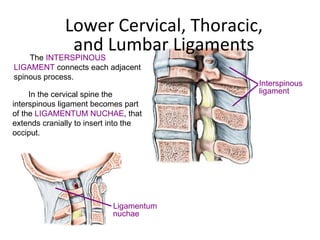 Lower Cervical, Thoracic, and Lumbar Ligaments Interspinous ligament Ligamentum nuchae The  INTERSPINOUS LIGAMENT  connects each adjacent spinous process.  In the cervical spine the interspinous ligament becomes part of the  LIGAMENTUM NUCHAE , that extends cranially to insert into the occiput. 