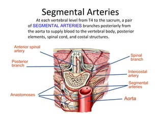 Segmental Arteries  ,[object Object],Aorta Segmental arteries Intercostal artery Spinal branch Anterior spinal artery Posterior branch Anastomoses 