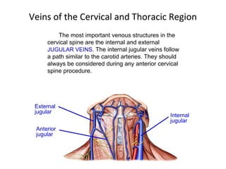 Veins of the Cervical and Thoracic Region The most important venous structures in the cervical spine are the internal and external  JUGULAR VEINS . The internal jugular veins follow a path similar to the carotid arteries. They should always be considered during any anterior cervical spine procedure.  External jugular Anterior jugular Internal jugular 