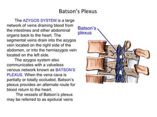 Batson’s Plexus The  AZYGOS SYSTEM  is a large network of veins draining blood from the intestines and other abdominal organs back to the heart. The segmental veins drain into the azygos vein located on the right side of the abdomen, or into the hemiazygos vein located on the left side.  The azygos system also communicates with a valveless venous network known as  BATSON’S PLEXUS . When the vena cava is partially or totally occluded, Batson’s plexus provides an alternate route for blood return to the heart. The vessels of Batson’s plexus may be referred to as epidural veins  Batson’s plexus 