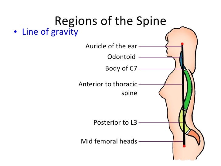 Anatomy of spine