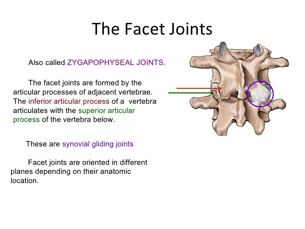 Anatomy of spine
