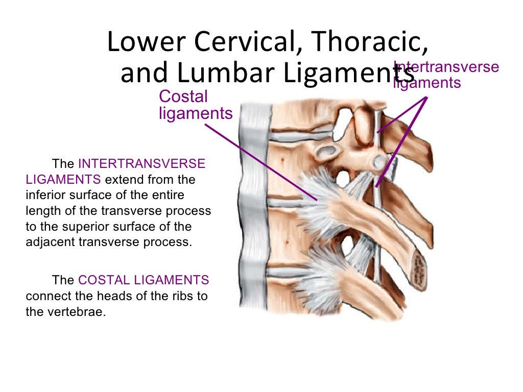spine anatomy