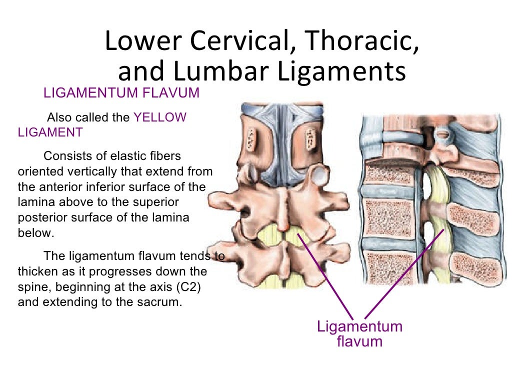 Anatomy of spine