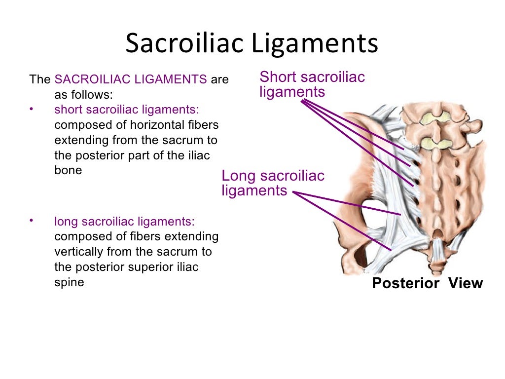 Anatomy of spine