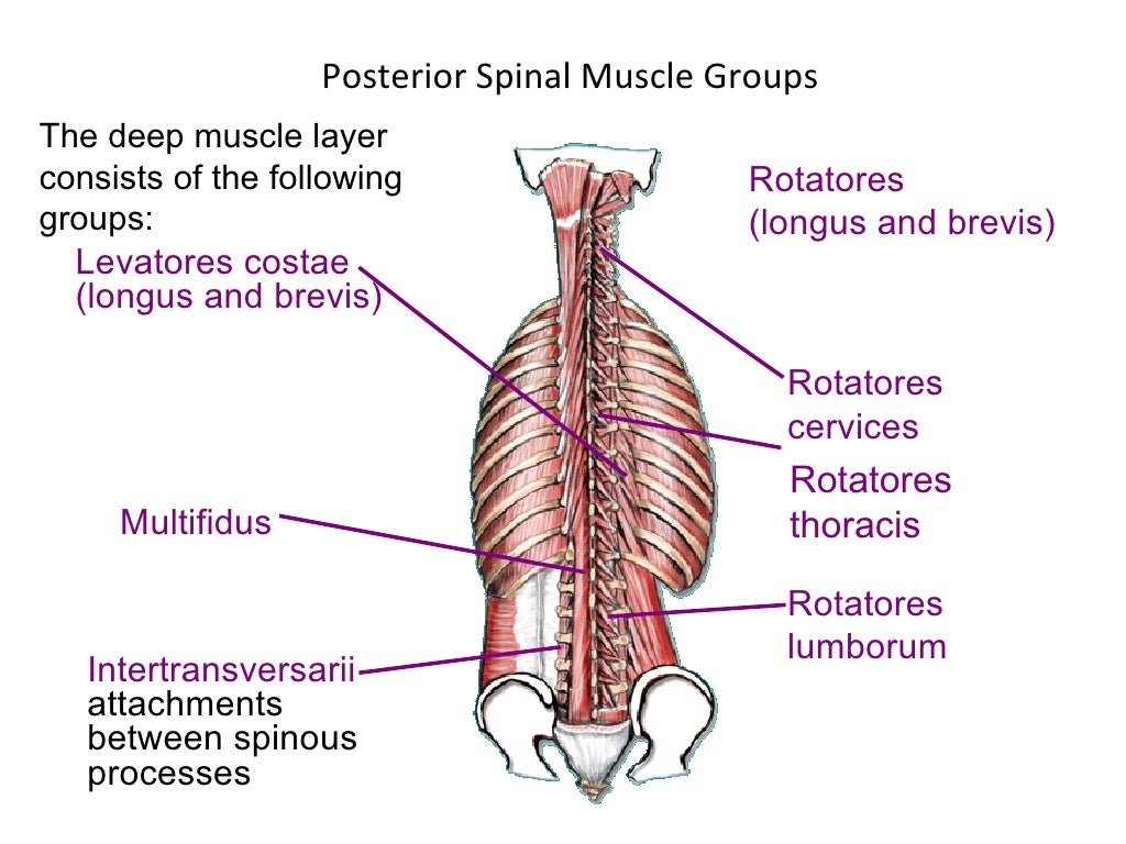 Anatomy of spine