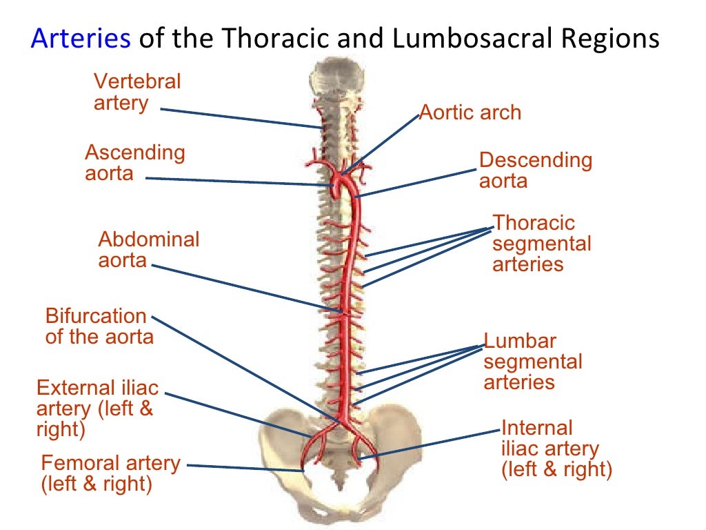Anatomy of spine