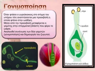 Όηαλ θηάζεη ν γπξεόθνθθνο ζην ζηίγκα ηνπ
ππέξνπ ηόηε αλαπηύζζεηαη κηα πξνεθβνιή ε
νπνία θηάλεη ζηελ σνζήθε.
Μέζα από ηελ πξνεθβνιή κεηαθέξεηαη ν
γακέηεο ζηελ ζπεξκαηηθή βιάζηε πνπ θέξεη ην
σάξην.
Αθνινπζεί ζπλέλσζε ησλ δύν γακεηώλ
(γνληκνπνίεζε) θαη δεκηνπξγία ηνπ δπγσηνύ.




                 πξνεθβνιή




                   σάξην                      10
 