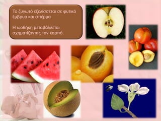 Τν δπγσηό εμειίζζεηαη ζε θπηηθό
έκβξπν θαη ζπέξκα

Η σνζήθε κεηαβάιιεηαη
ζρεκαηίδνληαο ηνλ θαξπό.




                                  11
 