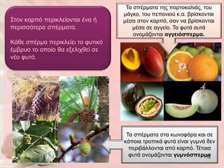Τα ζπέξκαηα ηεο πνξηνθαιηάο, ηνπ
                                   κάγθν, ηνπ πεπνληνύ θ.α. βξίζθνληαη
Σηνλ θαξπό πεξηθιείνληαη έλα ή     κέζα ζηνλ θαξπό, ζαλ λα βξίζθνληαη
πεξηζζόηεξα ζπέξκαηα.                 κέζα ζε αγγείν. Τα θπηά απηά
                                       νλνκάδνληαη αγγειόζπερμα.
Κάζε ζπέξκα πεξηθιείεη ην θπηηθό
έκβξπν ην νπνίν ζα εμειηρζεί ζε
λέν θπηό.




                                    Τα ζπέξκαηα ζηα θσλνθόξα θαη ζε
                                   θάπνηα ηξνπηθά θπηά είλαη γπκλά δελ
                                     πεξηβάιινληαη από θαξπό. Τέηνηα
                                     θπηά νλνκάδνληαη γσμνόζπερμα 12
 