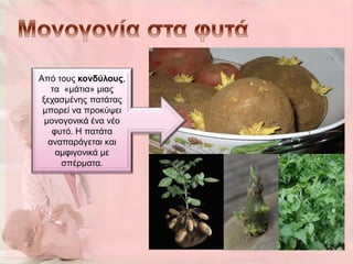 Από ηνπο κονδύλοσς,
    ηα «κάηηα» κηαο
 μεραζκέλεο παηάηαο
 κπνξεί λα πξνθύςεη
  κνλνγνληθά έλα λέν
    θπηό. Η παηάηα
   αλαπαξάγεηαη θαη
     ακθηγνληθά κε
      ζπέξκαηα.




                       2
 