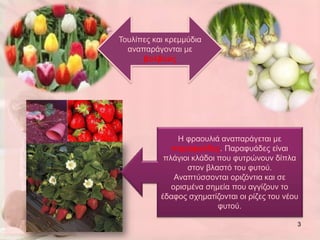 Τνπιίπεο θαη θξεκκύδηα
  αλαπαξάγνληαη κε
      βολβούς




                Η θξανπιηά αλαπαξάγεηαη κε
              παραθσάδες. Παξαθπάδεο είλαη
            πιάγηνη θιάδνη πνπ θπηξώλνπλ δίπια
                  ζηνλ βιαζηό ηνπ θπηνύ.
               Αλαπηύζζνληαη νξηδόληηα θαη ζε
              νξηζκέλα ζεκεία πνπ αγγίδνπλ ην
           έδαθνο ζρεκαηίδνληαη νη ξίδεο ηνπ λένπ
                           θπηνύ.

                                                3
 