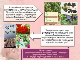 Τν ακπέιη αλαπαξάγεηαη κε
καηαβολάδες. Ο θαιιηεξγεηήο ιπγίδεη
 βιαζηνύο από έλα ακπέιη θαη ηνπο
 βπζίδεη ζην έδαθνο. Σηα βπζηζκέλα
  ηκήκαηα δεκηνπξγνύληαη ξίδεο θαη
            λένη βιαζηνί




                                           Τν γεξάλη αλαπαξάγεηαη κε
                                        μοζτεύμαηα. Τα κνζρεύκαηα είλαη
                                           ηκήκαηα δηαθόξσλ θπηηθώλ
                                       νξγάλσλ θπξίσο βιαζηώλ, ηα νπνία
                                       αλ ηνπνζεηήζνπκε ζε λεξό ή ρώκα
                                            αλαπηύζζνληαη λέα θπηά.


                                    Πλεονεκηήμαηα:
                    1) δημιοσργία θσηών ποσ έτοσν ηα ίδια επιθσμηηά
                              ταρακηηριζηικά με ηον γονιό.
                       2) Γρήγορη παραγωγή πολλών νέων θσηών              4
 