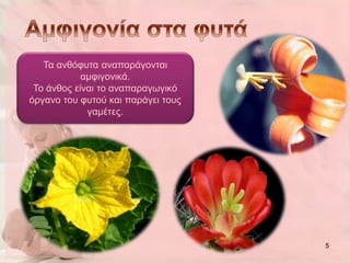 Τα αλζόθπηα αλαπαξάγνληαη
            ακθηγνληθά.
 Τν άλζνο είλαη ην αλαπαξαγσγηθό
όξγαλν ηνπ θπηνύ θαη παξάγεη ηνπο
             γακέηεο.




                                    5
 