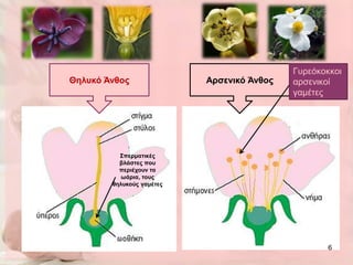 Γπξεόθνθθνη
Θηλσκό Άνθος               Αρζενικό Άνθος   αξζεληθνί
                                            γακέηεο




          Σπερμαηικές
          βλάζηες ποσ
          περιέτοσν ηα
           ωάρια, ηοσς
        θηλσκούς γαμέηες




                                                   6
 