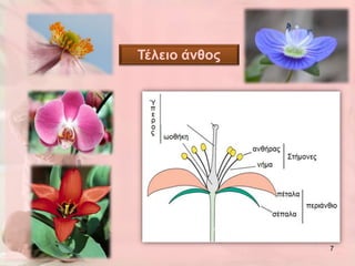 Τέλειο άνθος




               7
 