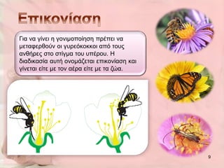 Γηα λα γίλεη ε γνληκνπνίεζε πξέπεη λα
κεηαθεξζνύλ νη γπξεόθνθθνη από ηνπο
αλζήξεο ζην ζηίγκα ηνπ ππέξνπ. Η
δηαδηθαζία απηή νλνκάδεηαη επηθνλίαζε θαη
γίλεηαη είηε κε ηνλ αέξα είηε κε ηα δώα.




                                            9
 