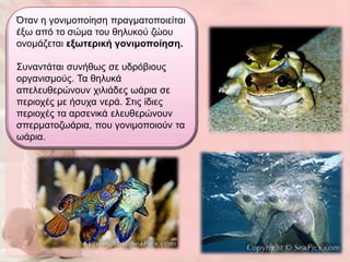 Όηαλ ε γνληκνπνίεζε πξαγκαηνπνηείηαη
έμσ από ην ζώκα ηνπ ζειπθνύ δώνπ
νλνκάδεηαη εμωηεξηθή γνληκνπνίεζε.

Σπλαληάηαη ζπλήζσο ζε πδξόβηνπο
νξγαληζκνύο. Τα ζειπθά
απειεπζεξώλνπλ ρηιηάδεο σάξηα ζε
πεξηνρέο κε ήζπρα λεξά. Σηηο ίδηεο
πεξηνρέο ηα αξζεληθά ειεπζεξώλνπλ
ζπεξκαηνδσάξηα, πνπ γνληκνπνηνύλ ηα
σάξηα.




                                       10
 