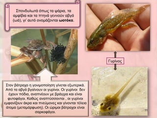 Σπνλδπισηά όπσο ηα ςάξηα, ηα
     ακθίβηα θαη ηα πηελά γελλνύλ αβγά
     (σά), γη’ απηό νλνκάδνληαη ωνηόθα.




                                                    Γπξίλνο




 Σηνλ βάηξαρν ε γνληκνπνίεζε γίλεηαη εμσηεξηθά.
 Από ηα αβγά βγαίλνπλ νη γπξίλνη. Οη γπξίλνη δελ
  έρνπλ πόδηα, αλαπλένπλ κε βξάγρηα θαη είλαη
  θπηνθάγνη. Καζώο αλαπηύζζνληαη , νη γπξίλνη
εκθαλίδνπλ άθξα θαη πλεύκνλεο θαη γίλνληαη ηέιεηα
 άηνκα (κεηακόξθσζε). Οη ώξηκνη βάηξαρνη είλαη
                                                              11
                 ζαξθνθάγνη.
 