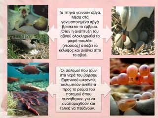 Τα πηελά γελλνύλ αβγά.
       Μέζα ζηα
 γνληκνπνηεκέλα αβγά
  βξίζθεηαη ην έκβξπν.
 Όηαλ ε αλάπηπμε ηνπ
 αβγνύ νινθιεξσζεί ην
     κηθξό πνπιάθη
  (λενζζόο) ζπάδεη ην
θέιπθνο θαη βγαίλεη από
        ην αβγό.


Οη ζνινκνί πνπ δνπλ
ζηα λεξά ηνπ βόξεηνπ
 Δηξεληθνύ σθεαλνύ,
 θνιπκπνύλ αληίζεηα
  πξνο ην ξεύκα ηνπ
    πνηακνύ όπνπ
 γελλήζεθαλ, γηα λα
  αλαπαξαρζνύλ θαη
ηειηθά λα πεζάλνπλ. .     12
 