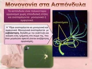 Τα αζπόλδπια είλαη πνιπθύηηαξνη
 νξγαληζκνί ρσξίο ζπνλδπιηθή ζηήιε
  θαη αλαπαξάγνληαη κνλνγνληθά ή
             ακθηγνληθά.
                                            εθβιαζηήκαηα

 Η Ύδξα αλαπαξάγεηαη θα κνλνγνληθά θαη
ακθηγνληθά. Μνλνγνληθά αλαπαξάγεηαη κε
εθβιάζηεζε, δειαδή κε ηελ αλάπηπμε θαη
αύμεζε ελόο ηκήκαηνο ζην ζώκα ηεο, πνπ
όηαλ κεγαιώζεη αξθεηά γίλεηαη αλεμάξηεηνο
              νξγαληζκόο.




                                                           2
 