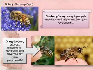 Θειπθή κέιηζζα (εξγάηξηα)




                             Παρθενογένεση είλαη ε δεκηνπξγία
                            απνγόλσλ από σάξηα πνπ δελ έρνπλ
                                     γνληκνπνηεζεί.




Οη θεθήλεο ζηηο
    κέιηζζεο
 (αξζξόπνδα)
γελληνύληαη από
 αβγά πνπ δελ
     έρνπλ
 γνληκνπνηεζεί
                                                            4
 