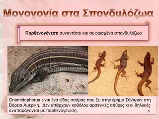 Παξζελνγέλεζε ζπλαληάηαη θαη ζε νξηζκέλα ζπνλδπιόδσα




Cnemidophorus είλαη έλα είδνο ζαύξαο πνπ δεη ζηελ έξεκν Σόλαξαλ ζηε
Βόξεηα Ακεξηθή. Γελ ππάξρνπλ θαζόινπ αξζεληθέο ζαύξεο θη νη ζειπθέο
αλαπαξάγνληαη κε παξζελνγέλεζε.                                   5
 