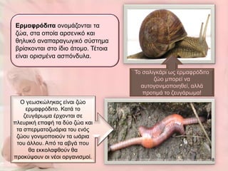 Εξκαθξόδηηα νλνκάδνληαη ηα
δώα, ζηα νπνία αξζεληθό θαη
ζειπθό αλαπαξαγσγηθό ζύζηεκα
βξίζθνληαη ζην ίδην άηνκν. Τέηνηα
είλαη νξηζκέλα αζπόλδπια.

                                    Τν ζαιηγθάξη σο εξκαθξόδηην
                                           δών κπνξεί λα
                                      απηνγνληκνπνηεζεί, αιιά
                                       πξνηηκά ην δεπγάξσκα!
  Ο γεσζθώιεθαο είλαη δών
     εξκαθξόδηην. Καηά ην
    δεπγάξσκα έξρνληαη ζε
πιεπξηθή επαθή ηα δύν δώα θαη
 ηα ζπεξκαηνδσάξηα ηνπ ελόο
 δώνπ γνληκνπνηνύλ ηα σάξηα
 ηνπ άιινπ. Από ηα αβγά πνπ
      ζα εθθνιαθζνύλ ζα
πξνθύςνπλ νη λένη νξγαληζκνί.                                     8
 