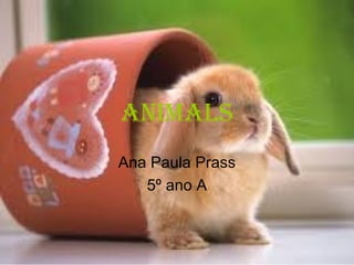 AnimAls
Ana Paula Prass
5º ano A

 