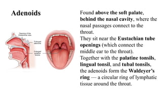 Anatomy and Physiology - Lymphatic system.pptx