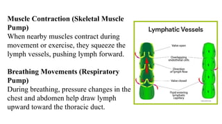 Anatomy and Physiology - Lymphatic system.pptx