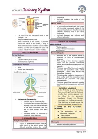 Anatomy and Physiology Transes Urinary System | PDF
