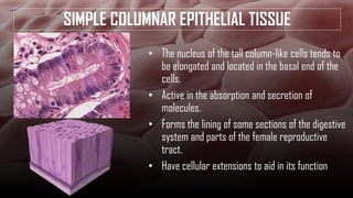 ANATOMY AND PHYSIOLOGY HUMAN HISTOLOGY: CELLS, TISSUES | PDF