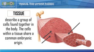ANATOMY AND PHYSIOLOGY HUMAN HISTOLOGY: CELLS, TISSUES | PDF