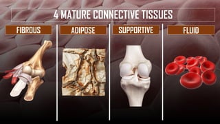 Fiuld Tissues ANATOMY AND PHYSIOLOGY HUMAN HISTOLOGY: CELLS, TISSUES | PDF