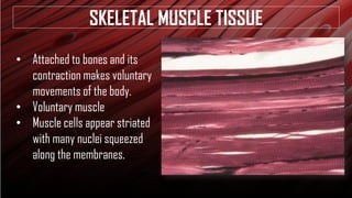ANATOMY AND PHYSIOLOGY HUMAN HISTOLOGY: CELLS, TISSUES | PDF