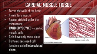 Heart Involuntary ANATOMY AND PHYSIOLOGY HUMAN HISTOLOGY: CELLS, TISSUES | PDF