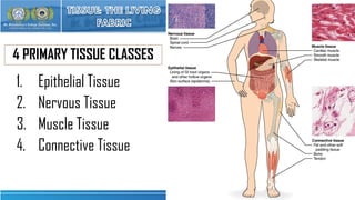 ANATOMY AND PHYSIOLOGY HUMAN HISTOLOGY: CELLS, TISSUES | PDF