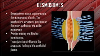 Desmosomes Example ANATOMY AND PHYSIOLOGY HUMAN HISTOLOGY: CELLS, TISSUES | PDF