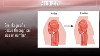 ANATOMY AND PHYSIOLOGY HUMAN HISTOLOGY: CELLS, TISSUES | PDF