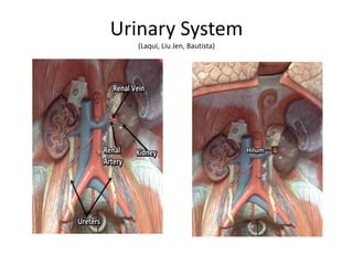 Urinary System
(Laqui, Liu Jen, Bautista)
 