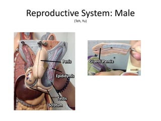 Reproductive System: Male
(Teh, Yu)
 