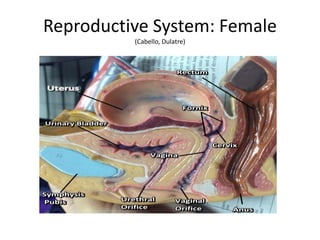 Reproductive System: Female
(Cabello, Dulatre)
 