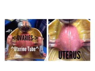 Ana phyev oandanatomist_1_