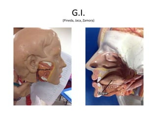 G.I.
(Pineda, Jaca, Zamora)
 