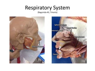 Respiratory System
(Baguinda-Ali, Timario)
 