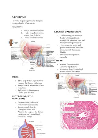 The Respiratory System- Anatomy and Physiology | DOCX